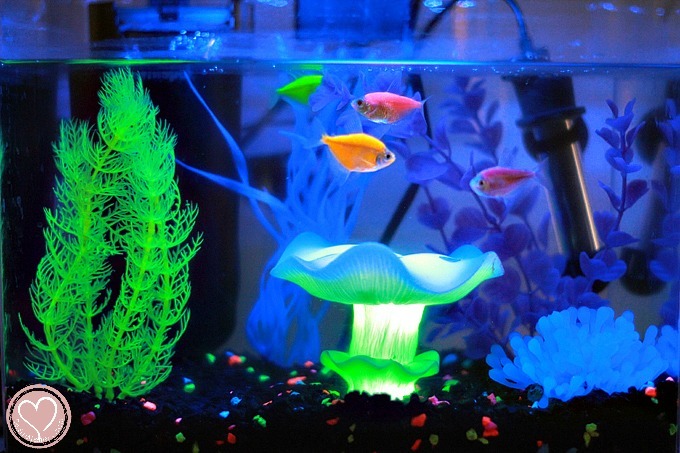 Aquarium decorations overview 