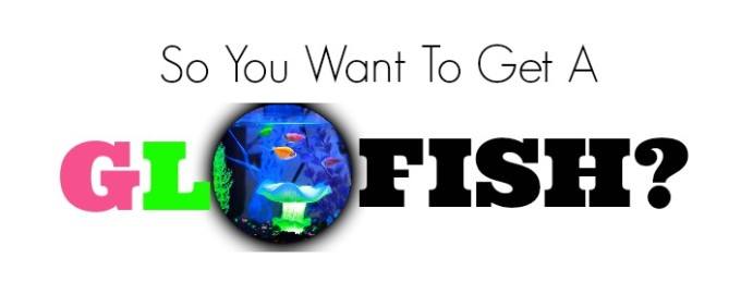 GloFish Aquarium Review: Everything To Know Before You Buy