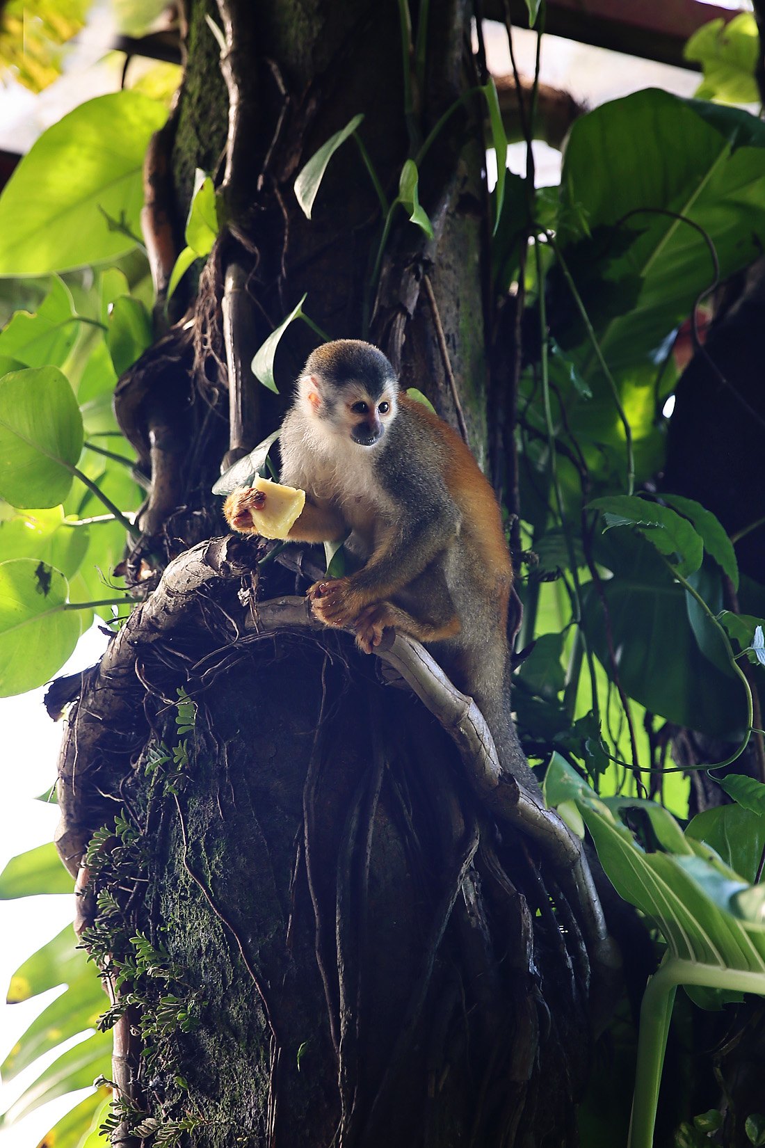 monkeys in costa rica